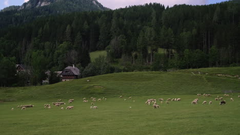 sheep grazing in alpine meadow