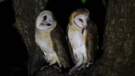 barn owl, tyto alba, thailand, two individuals perched in between spitting branches of a tree during the night, one rotates its head for an evening calisthenics, the other one on the right preens