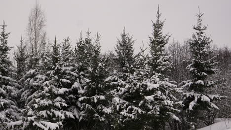 Snow-covered-forest