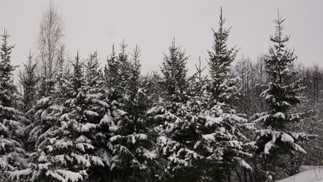 bosque cubierto de nieve