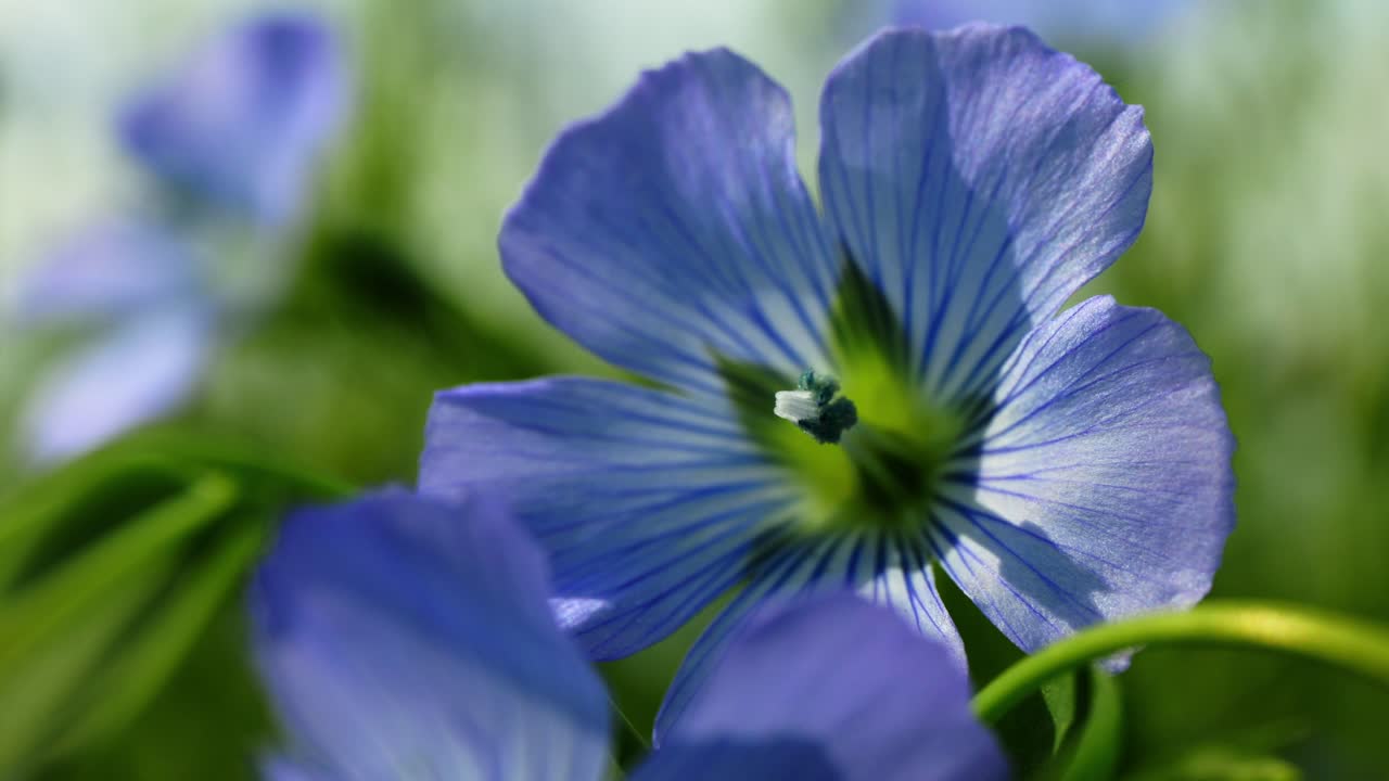 Close-up of a beautiful blue flax flower