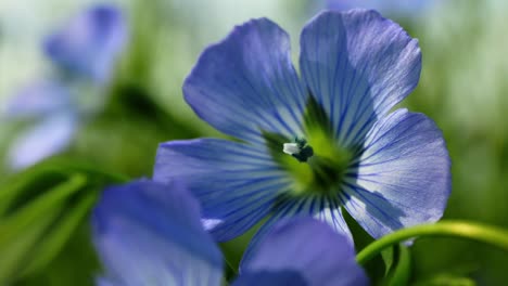 close-up of a beautiful blue flax flower