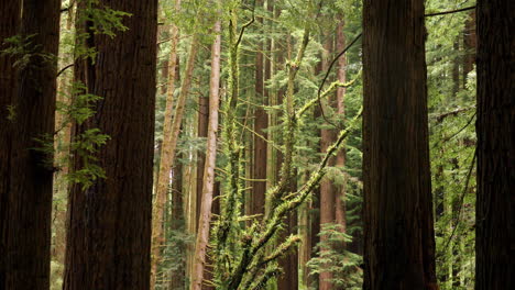 Huge-California-Redwood-Trees-With-Light-Shining-On-Green-Foliage-Behind