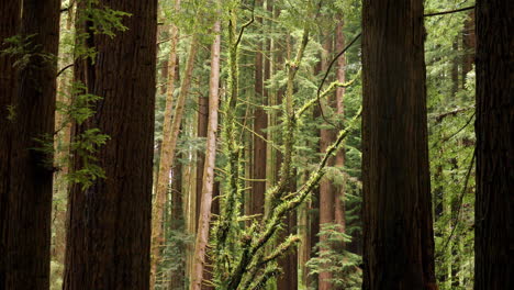 Enormes-Secuoyas-De-California-Con-Luz-Que-Brilla-Sobre-El-Follaje-Verde-Detrás