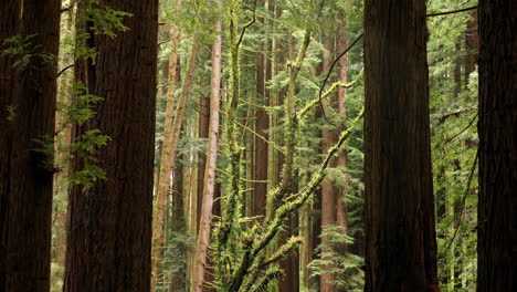 enormes secuoyas de california con luz que brilla sobre el follaje verde detrás