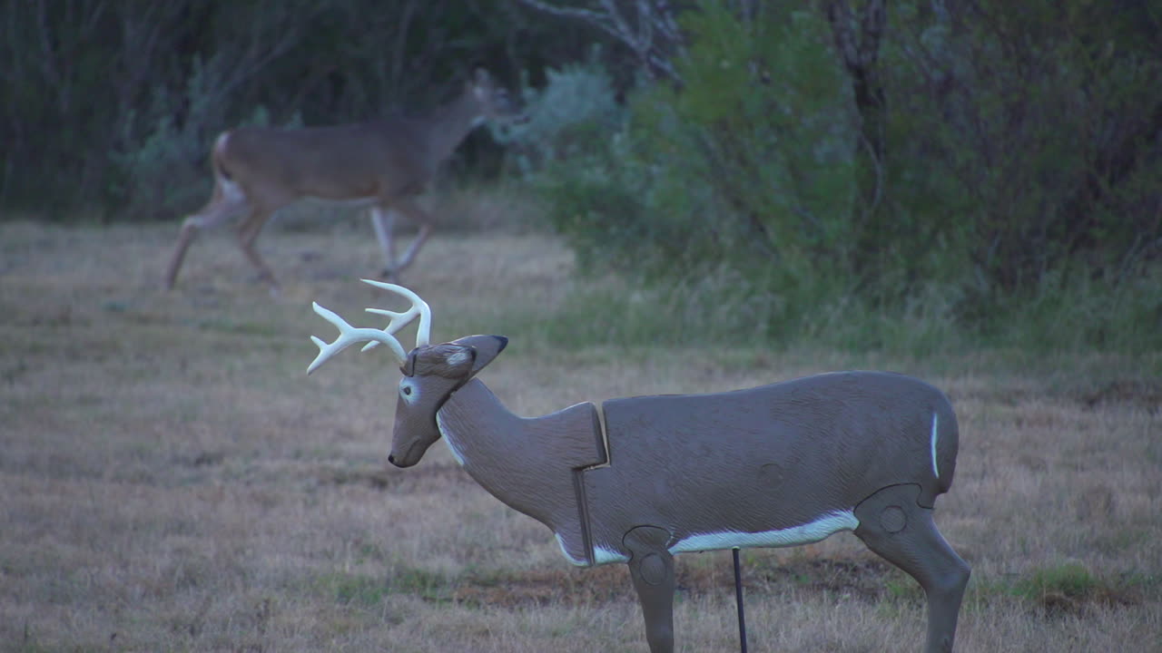 Белохвостый олень и чучело