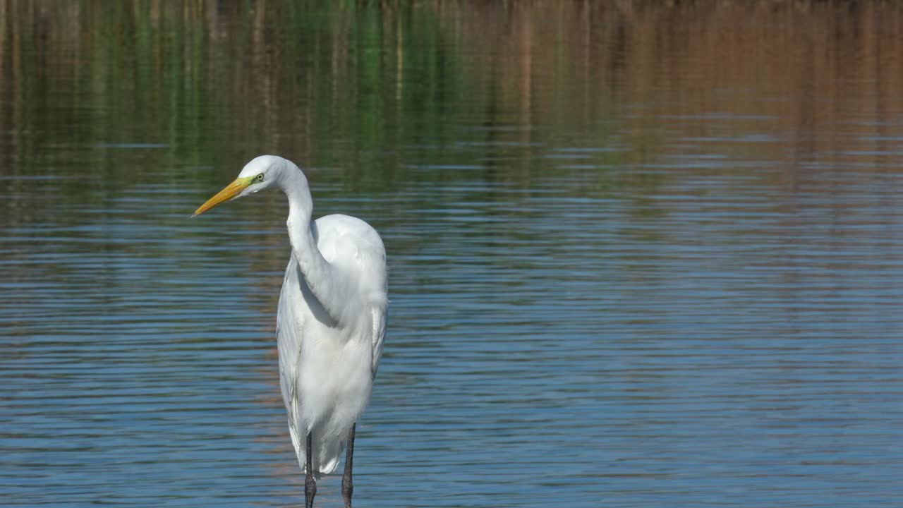 A great egret stands on the edge of a fish pond, gazing into the water in an attempt to catch a fish. The egret’s white plumage stands out against the blue water