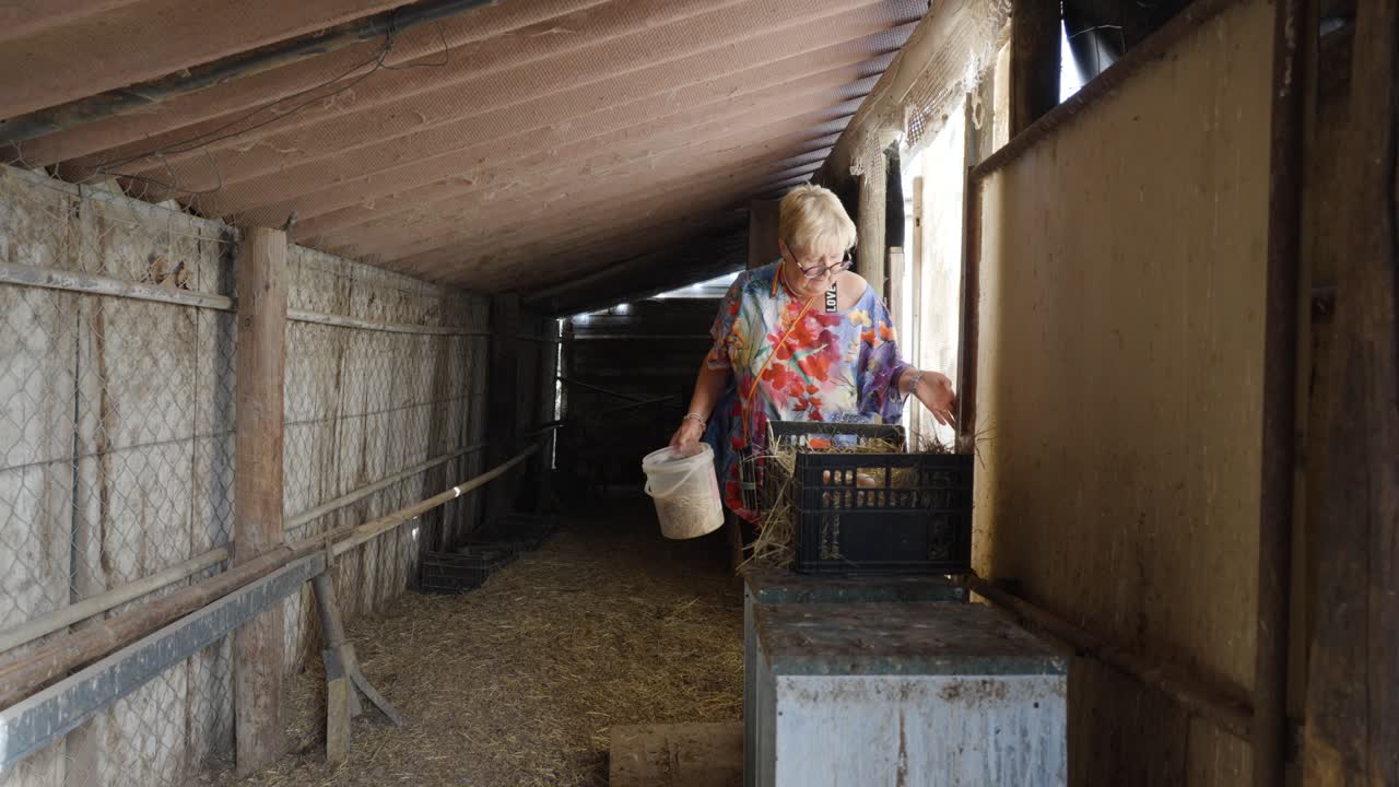 Elderly Woman Feeding Chickens in a Rustic Barn
