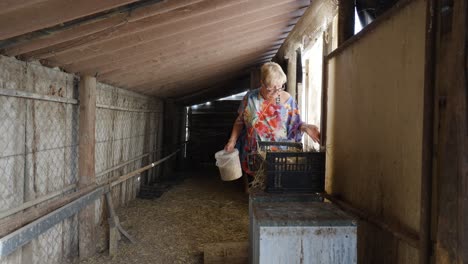 elderly woman feeding chickens in a rustic barn