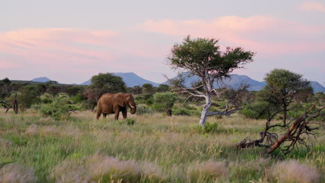 african elephant in the savanna at sunset