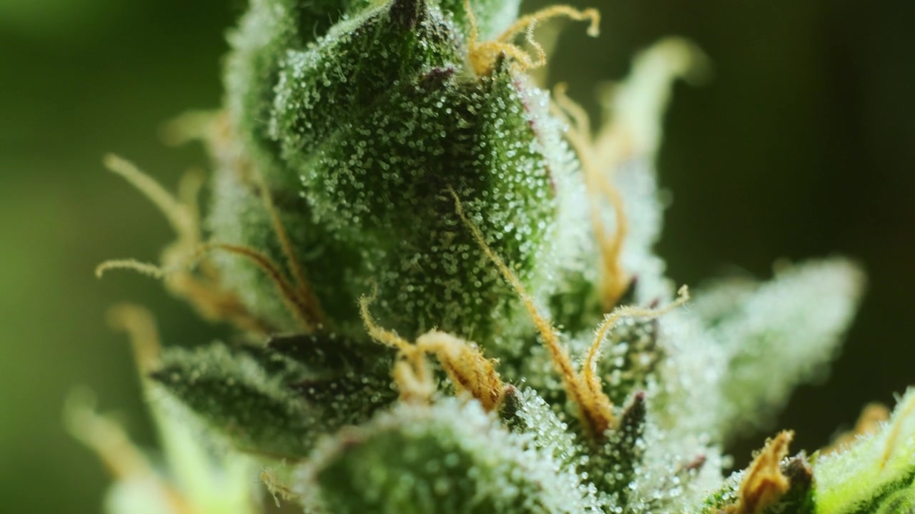 4K Cinematic close up macro footage of weed flowers and leaves on marijuana plants in an indoor growing house farm