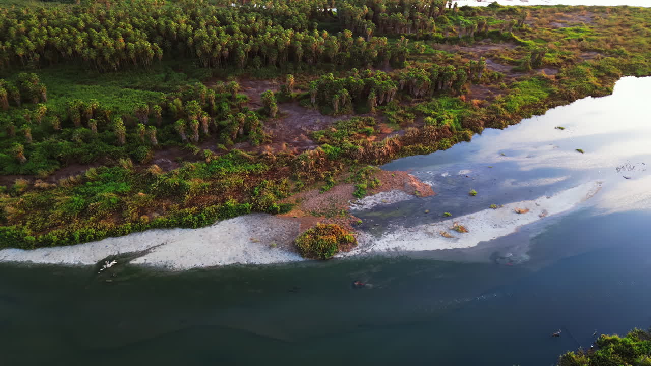 Aerial drone view of a peaceful river winding through a lush palm oasis in Baja California Sur