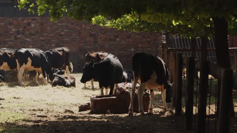 Vacas-Lecheras-De-Pie-Junto-Al-Abrevadero