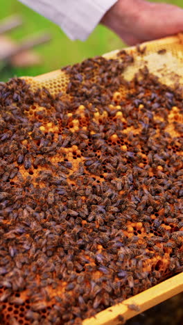 huge bee colony covering tightly the wax frame surface. working bees crawl over the cells with larvae. close up. vertical video