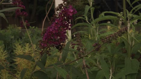 Bee pollenates purple foxglove flower in the evening spring light of Illinois