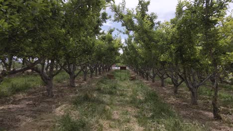 Huerto-De-Manzanas,-Caminar-Entre-Los-árboles,-Cámara-Tirando-Hacia-Atrás