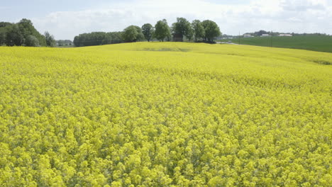 Toma-Aérea-Inclinada-Hacia-Abajo-Del-Campo-De-Canola-Amarillo-Brillante