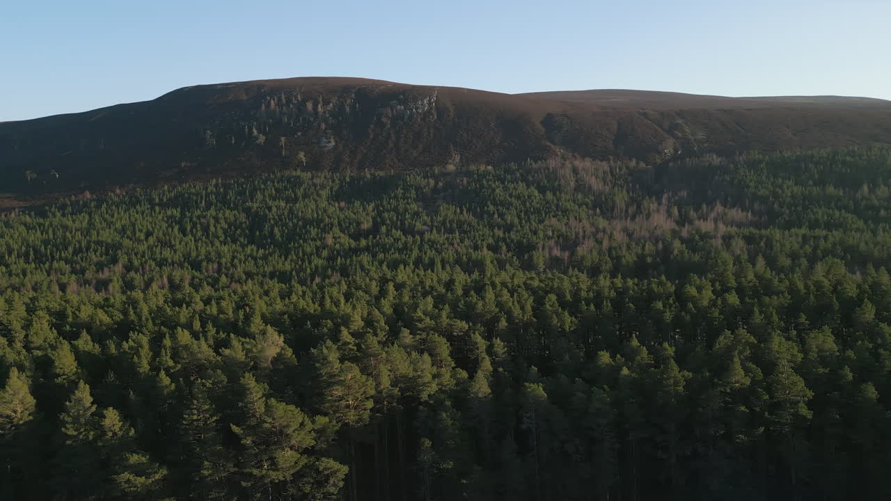 Ripresa aerea cinematografica in movimento attraverso una fitta foresta sempreverde verso un'ampia cresta montuosa sotto un cielo azzurro e limpido. Ideale per documentari sulla natura e contenuti di viaggio.
