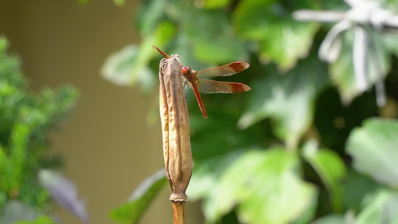 정원에서 썩은 마른 식물에 자리 잡은 한국 고추 잠자리 폭죽 스키머 - 슬라이더 샷
