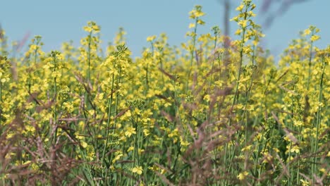 canola field blooming yellow flowers in alberta canada