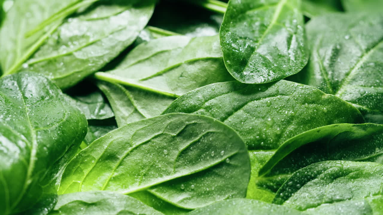 hojas de espinaca frescas