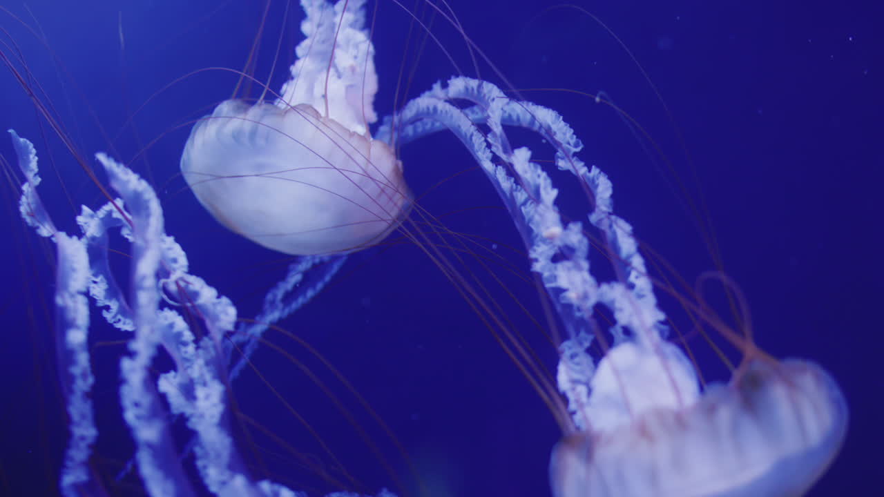 두 개의 아름다운 수달이 파란 물에서 헤엄치고 있습니다. 4k 비디오