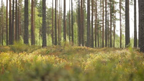 beautiful pine forest with wild bilberries bushes.