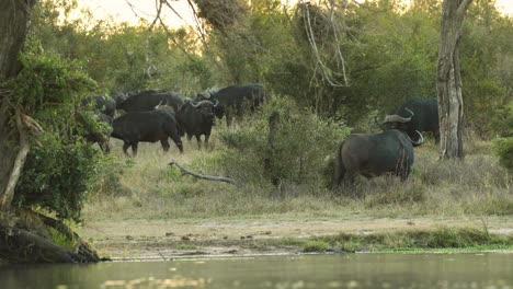 wide shot of a herd of cape buffalo standing close to a waterhole, greater kruger