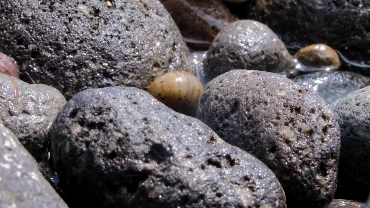 Close up of hermit crab in shell falling backwards on rocky coastline of beach