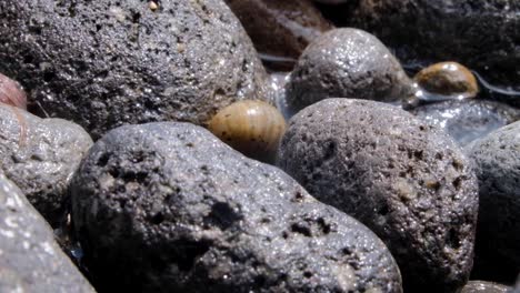 close up of hermit crab in shell falling backwards on rocky coastline of beach