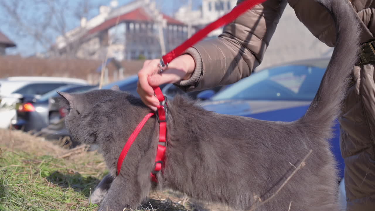 A person takes a gray cat for a walk in a park during a sunny spring afternoon. The cat enjoys the fresh air while on a leash, exploring the surroundings