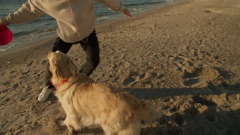 close-up shot: a large light-colored dog runs after a red toy that is taken from the dog by its owner on sunny beach in the morning. playing with a pet