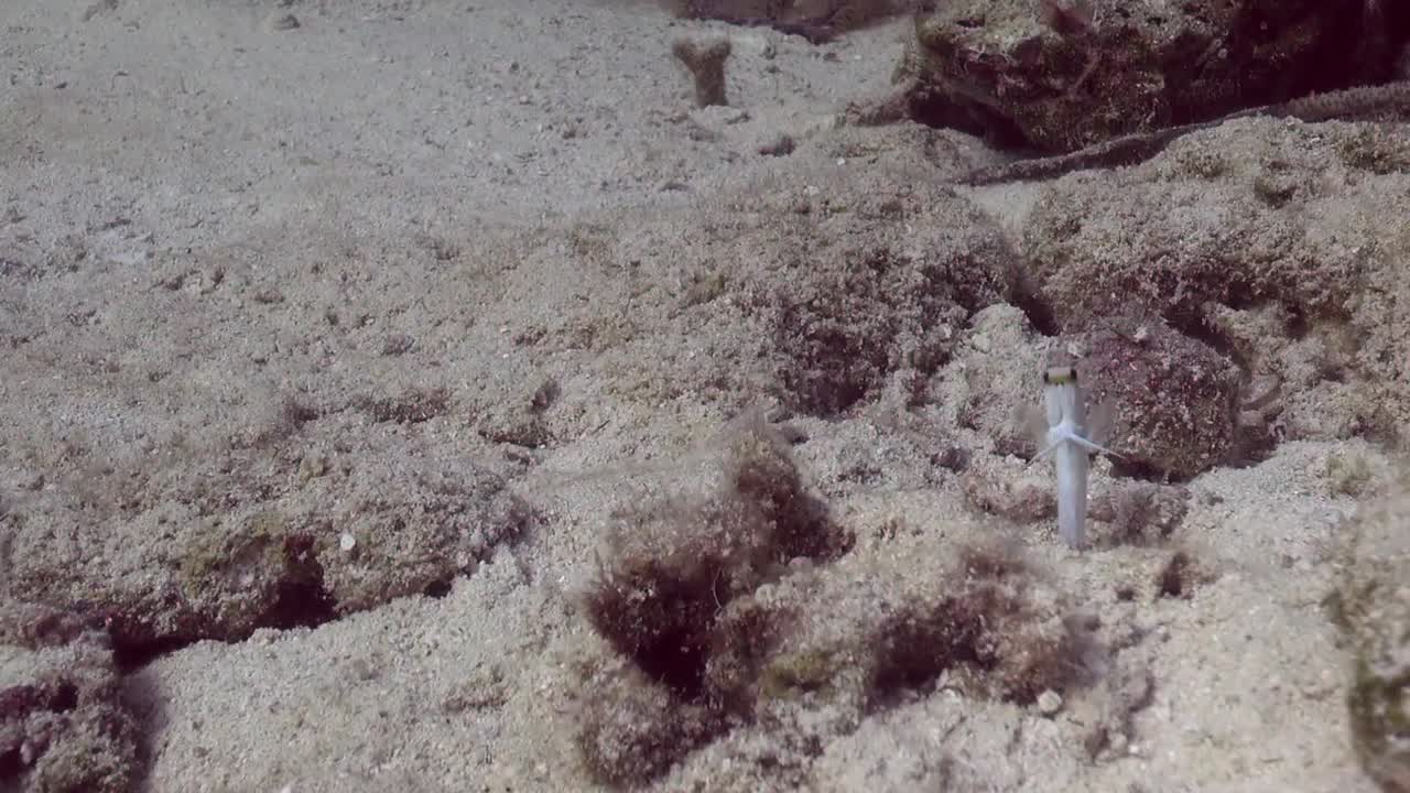 밖을 내다보는 죠피쉬