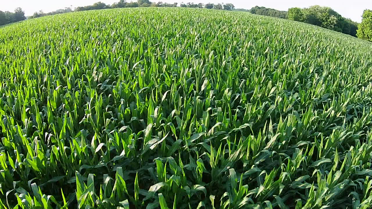 imágenes aéreas de campos de maíz y tierras de cultivo