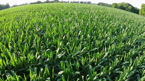 Aerial-footage-of-cornfield-and-farmland