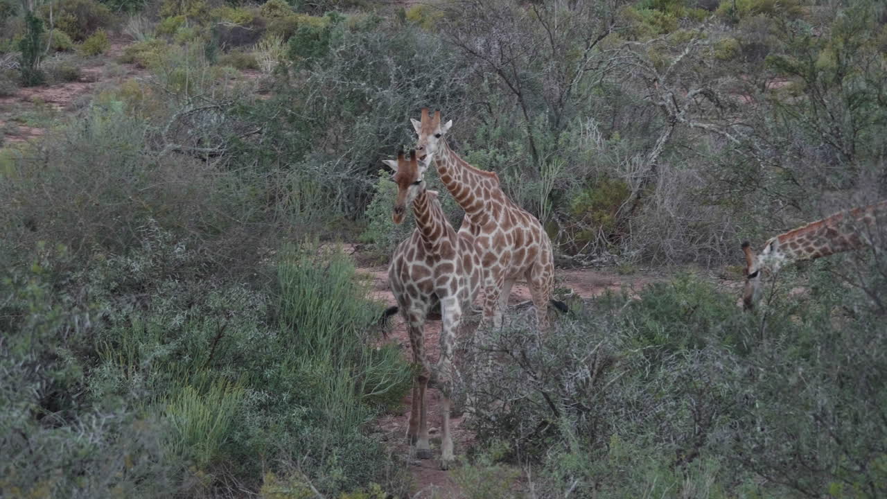남아프리카 공화국 의 덤불 에서 다른 한 마리 를 고 있는 지라프