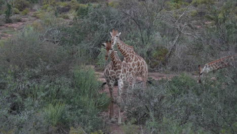 una jirafa persiguiendo a otra en los arbustos sudafricanos