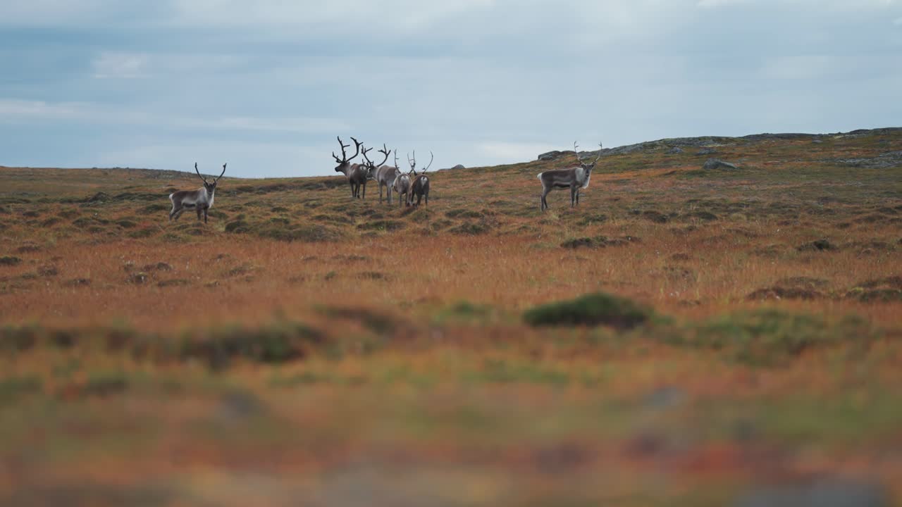 una pequeña manada de renos vaga por la tundra de otoño pastando musgo y líquenes