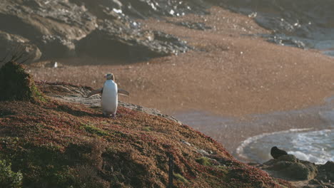 pingüino endémico de ojos amarillos descansando en la costa al atardecer en el punto katiki, moeraki, nueva zelanda