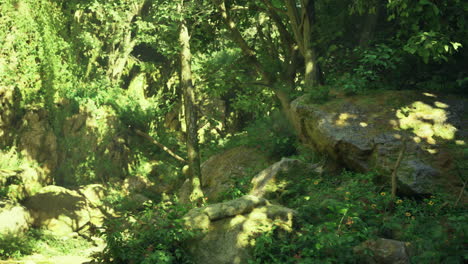 explore a lush green forest with vibrant foliage and large stones
