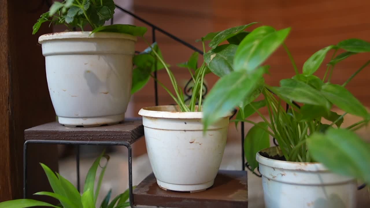 hermosa y elegante epipremunum aureum shangrila decoración de plantas de interior primeros planos