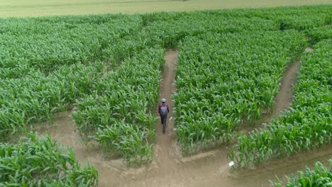 aerial drone following shot over a man walking through field of corn maze at daytime