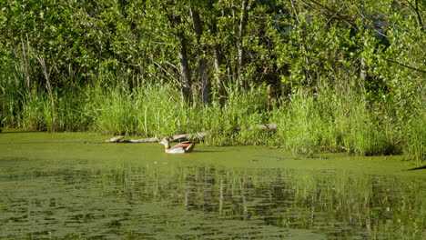 Wildgans-Schwimmt-Im-Teich,-Frisst-Und-Geht-Zurück-Zum-Ufer-Und-Zu-Ihrem-Nest-–-Gefilmt-In-4K