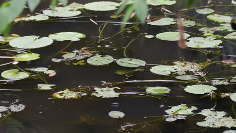 pond full of lily pads while raindrops are falling - close up shot