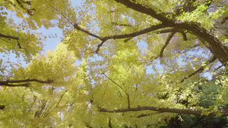 In-some-neighborhoods-of-Tokyo,-Japan,-large-Ginko-trees-grow-that-in-autumn-turn-intense-yellow,-giving-a-very-beautiful-fairy-tale-landscape