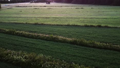 Wide-green-meadow-with-shrub-raws-,-lapland,-Finland,-low-altitude-dolly-in-aerial-shot