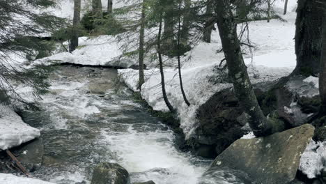 river rapid, snow landscape in winter forest. closeup river rapid. spring thaw.