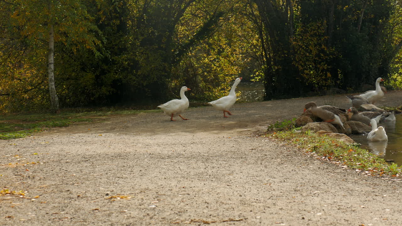 공격적인 거위 한 쌍이 가을이나 가을에 호수를 향해 걸어갑니다.