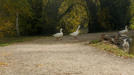 an aggressive pair of geese walk towards a lake in autumn or fall