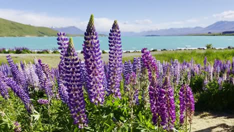 blooming purple lupins in slow motion at lakeshore of lake tekapo